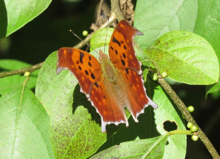 Question Mark Butterfly